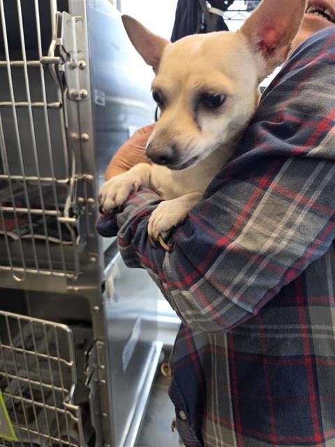 BOOZER - Chihuahua available for adoption