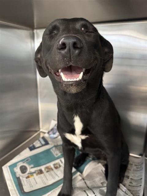 BO PEEP - Labrador Retriever available for adoption