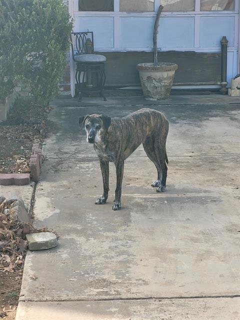 THEODORE - Hound available for adoption