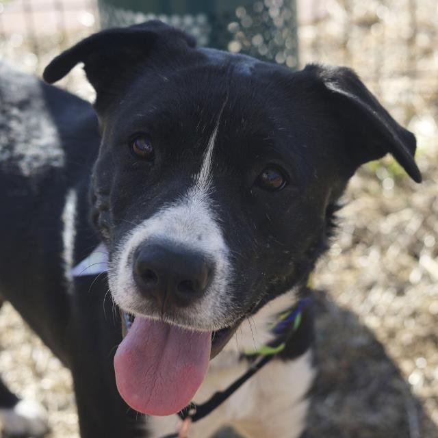 BUDDY - Labrador Retriever available for adoption