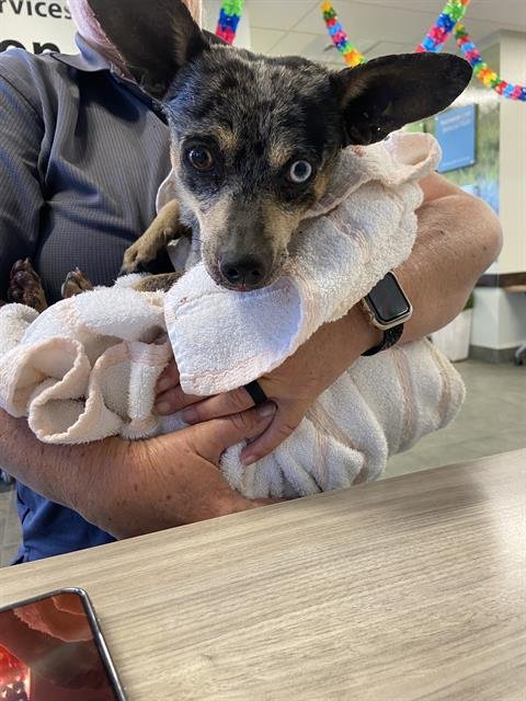 TROY - Australian Cattle Dog/Blue Heeler available for adoption