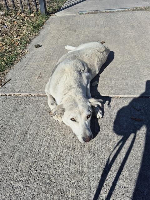 SNOW - Labrador Retriever available for adoption