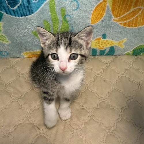 A803566 - Domestic Short Hair available for adoption