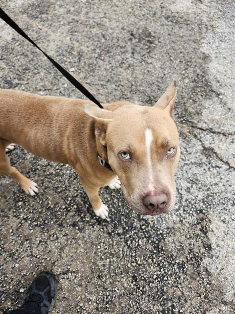 BOMBON - American Pit Bull Terrier available for adoption