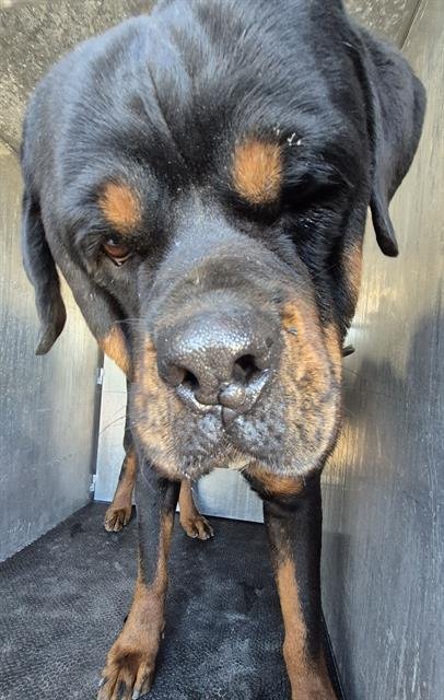 BEAR ANTHONY - Rottweiler available for adoption