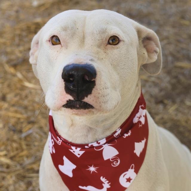 BETTY - American Staffordshire Terrier available for adoption