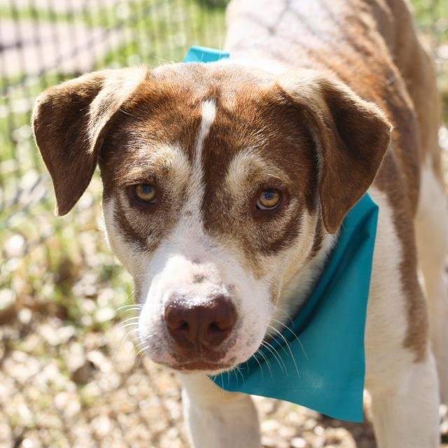 TOBY - Labrador Retriever available for adoption