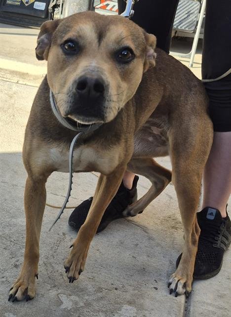 ROXIE - Terrier available for adoption