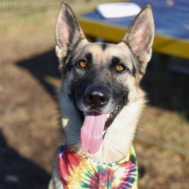 REBEL - German Shepherd Dog available for adoption
