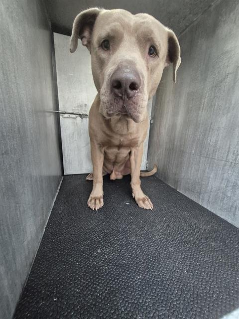 ARAMIS - American Staffordshire Terrier available for adoption