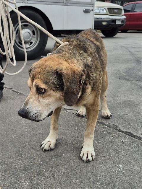 ROCKY - Mastiff available for adoption