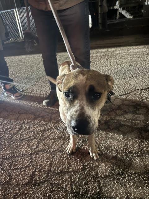 SPARKLES - American Staffordshire Terrier available for adoption