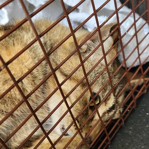 BENNY - Domestic Short Hair available for adoption