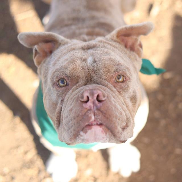 BUDDY - English Bulldog available for adoption