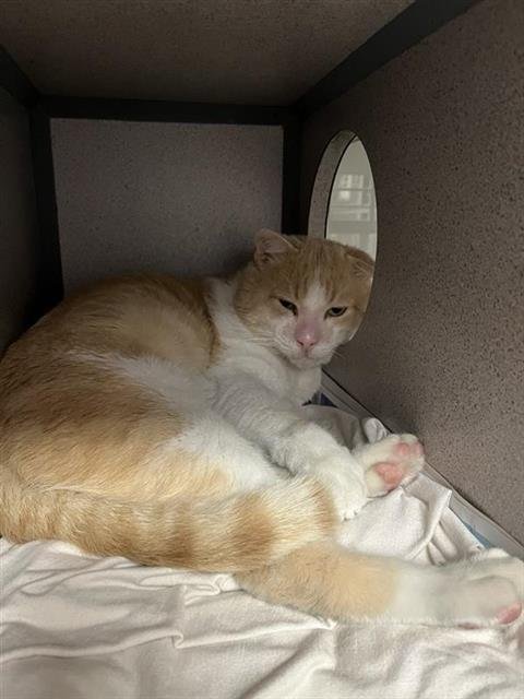 ROLLY - Domestic Short Hair available for adoption