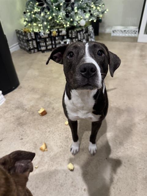 LUNA - American Staffordshire Terrier available for adoption