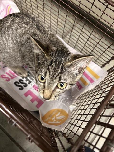 ABRAHAM - Domestic Short Hair available for adoption