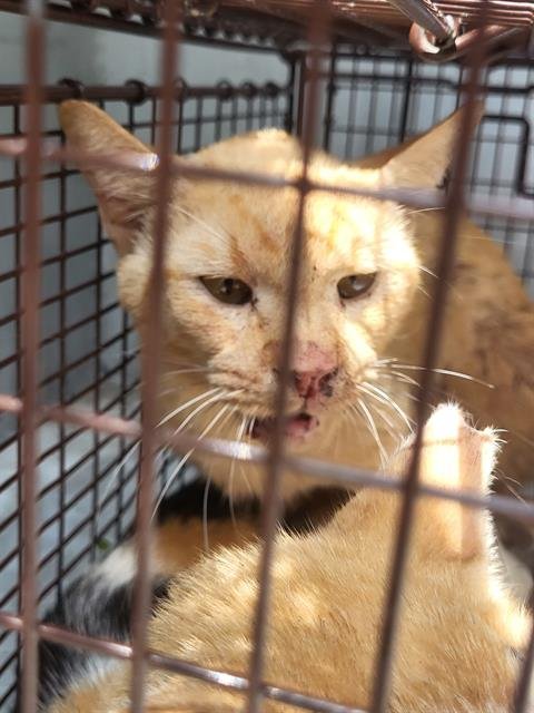 TANGERINE - Domestic Short Hair available for adoption