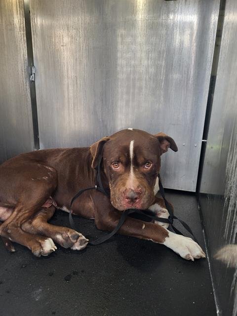 BRUNO - American Staffordshire Terrier available for adoption