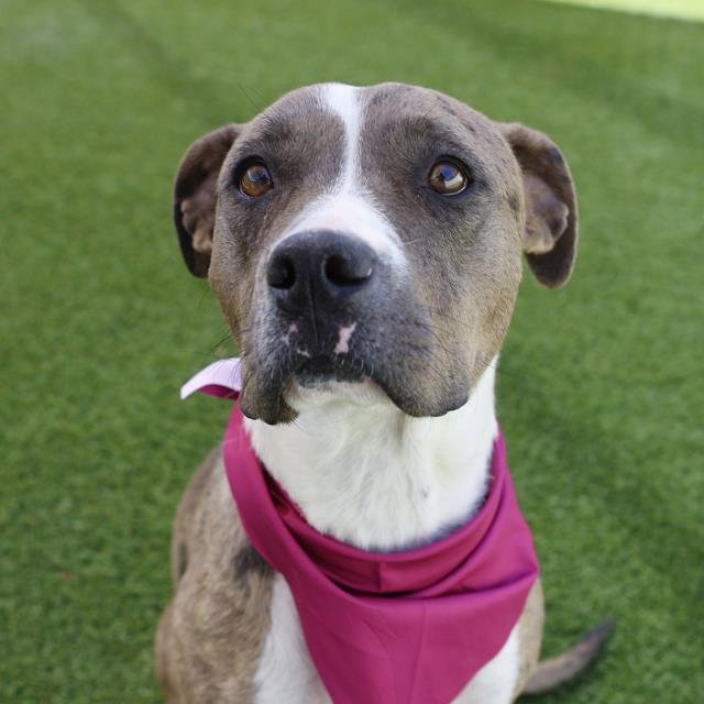 SHAYLA - American Staffordshire Terrier available for adoption