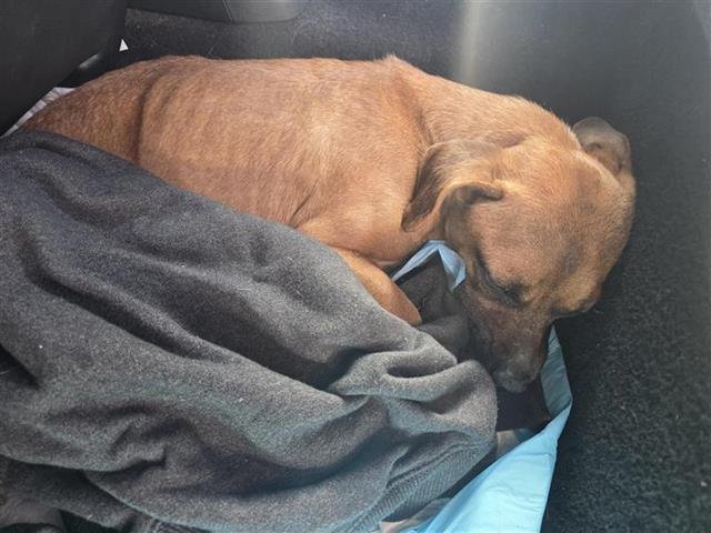 SORREL - Terrier available for adoption