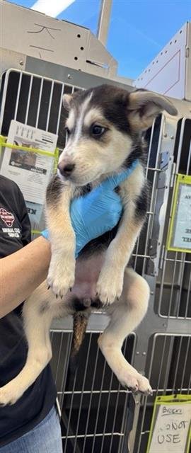 A807724 - Husky available for adoption