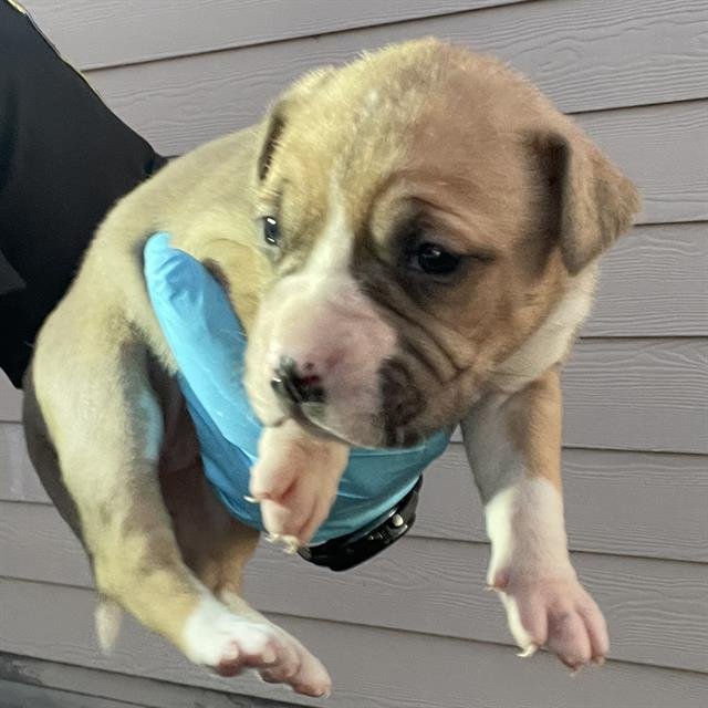 A793481 - Boxer available for adoption