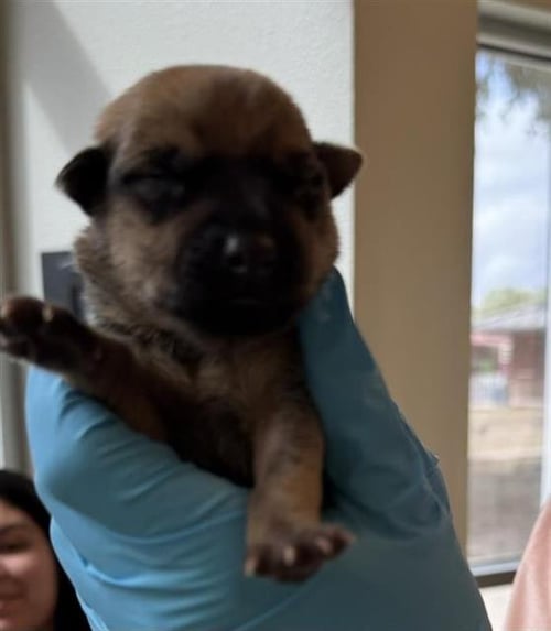 BLAZE - Husky available for adoption