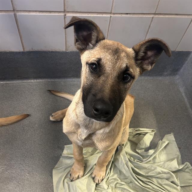 SPIKE - Rhodesian Ridgeback available for adoption