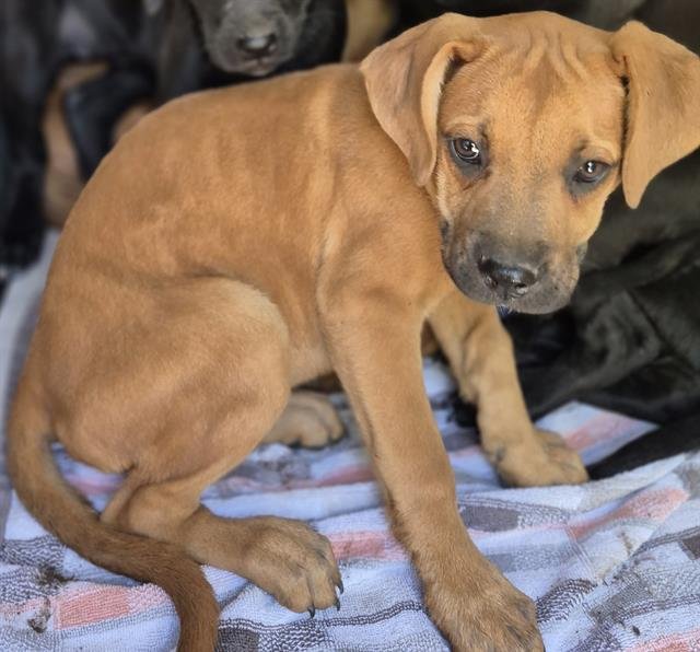 ANGELICA - Labrador Retriever available for adoption