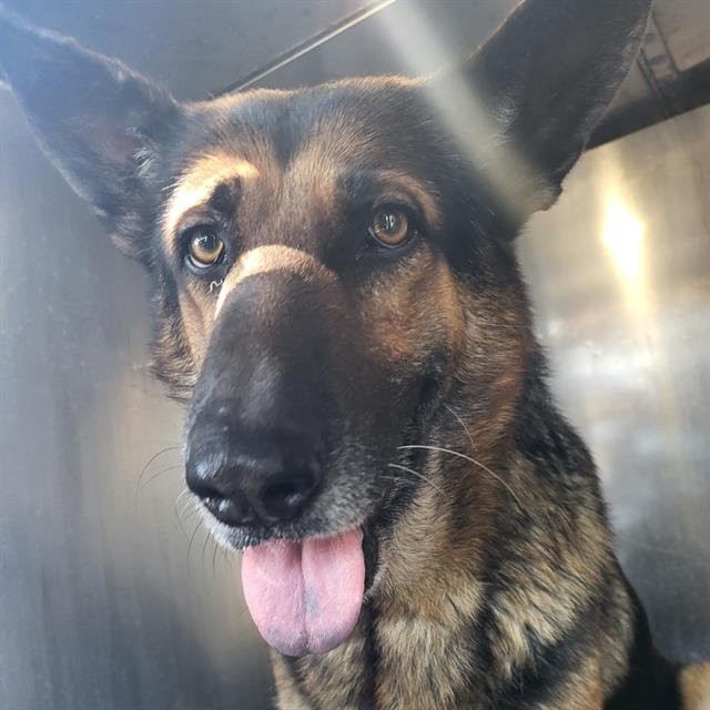 REX - German Shepherd Dog available for adoption