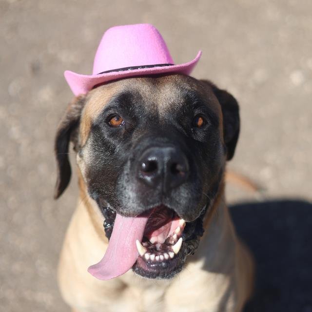 CASEY LEE - Bullmastiff available for adoption