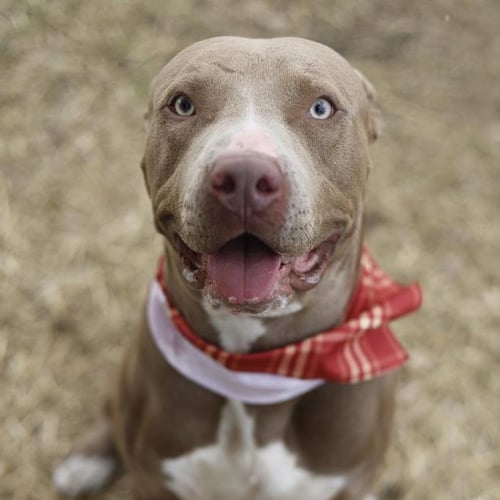 ROCKY - American Staffordshire Terrier available for adoption