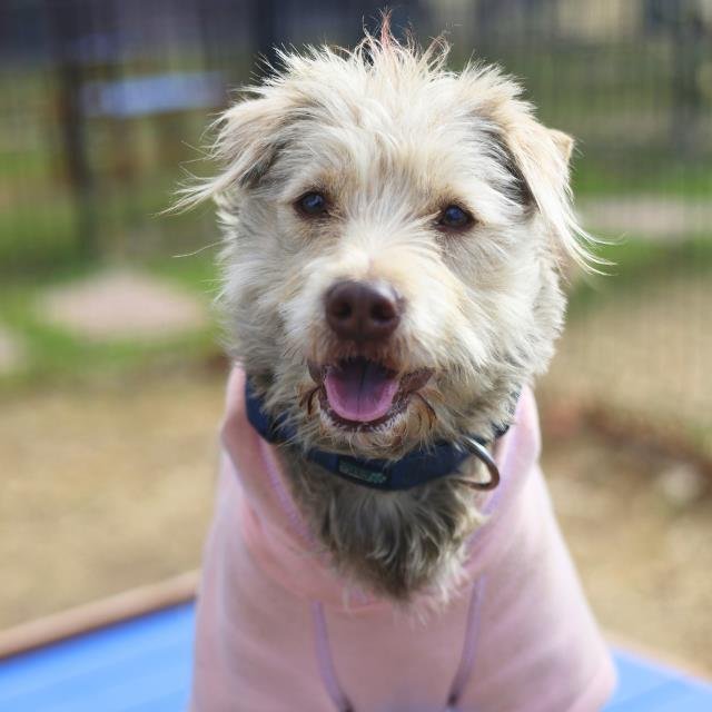 TOBBY - Terrier available for adoption
