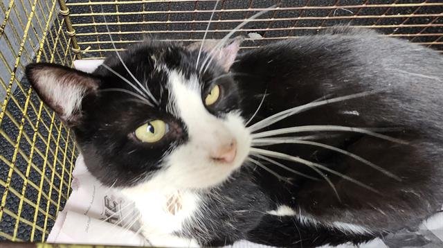 TWO SOCK - Domestic Short Hair available for adoption