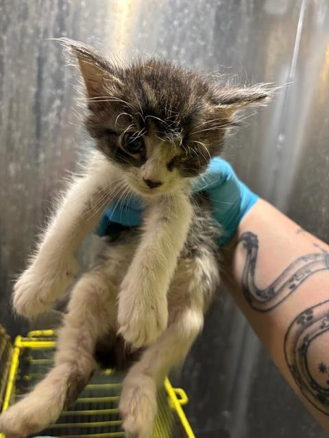 AANG - Domestic Medium Hair available for adoption