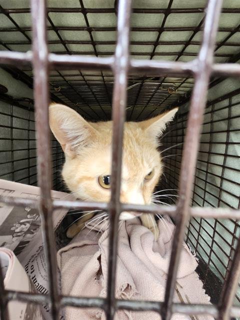 GARFIELD - Domestic Medium Hair available for adoption