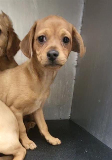 UKE - Chihuahua available for adoption