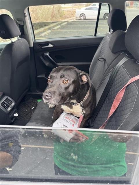 ARTEMIS - American Staffordshire Terrier available for adoption