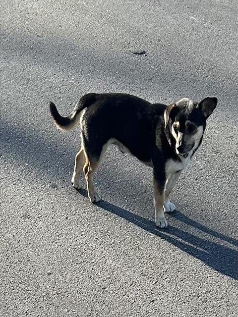 BRUNO MARS - Terrier available for adoption