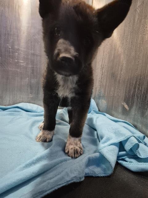 PUP 2 - Australian Cattle Dog/Blue Heeler available for adoption