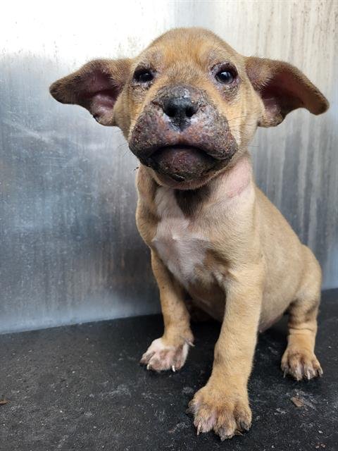 ARTHUR - Terrier available for adoption