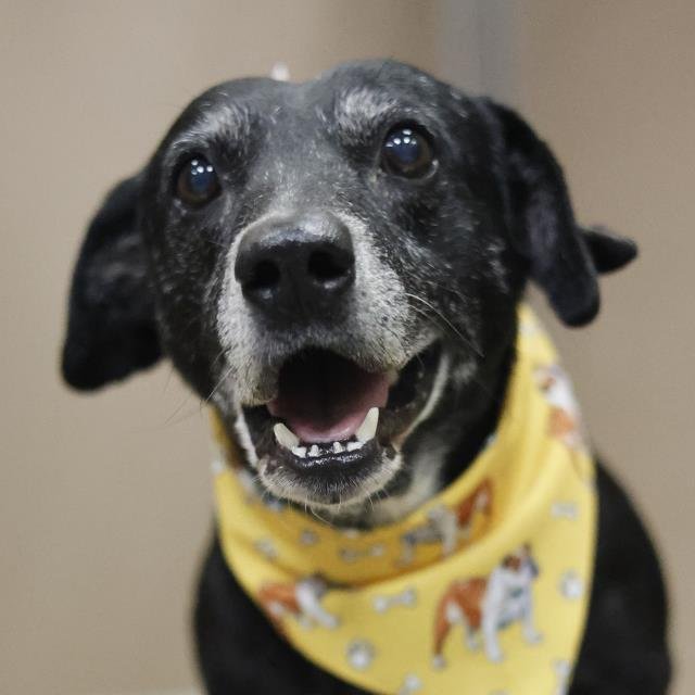 B - Dachshund available for adoption