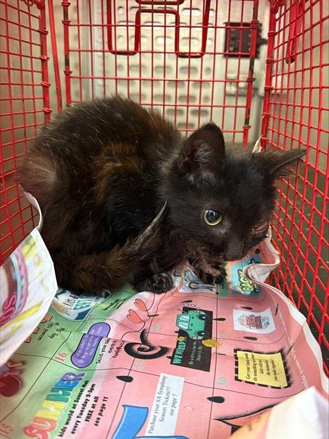 DAN - Domestic Short Hair available for adoption