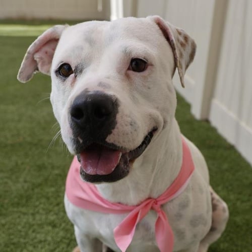 SAN JUANA - Terrier available for adoption