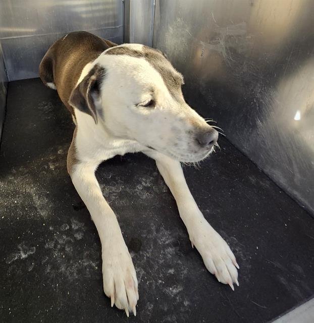 LILY - American Staffordshire Terrier available for adoption