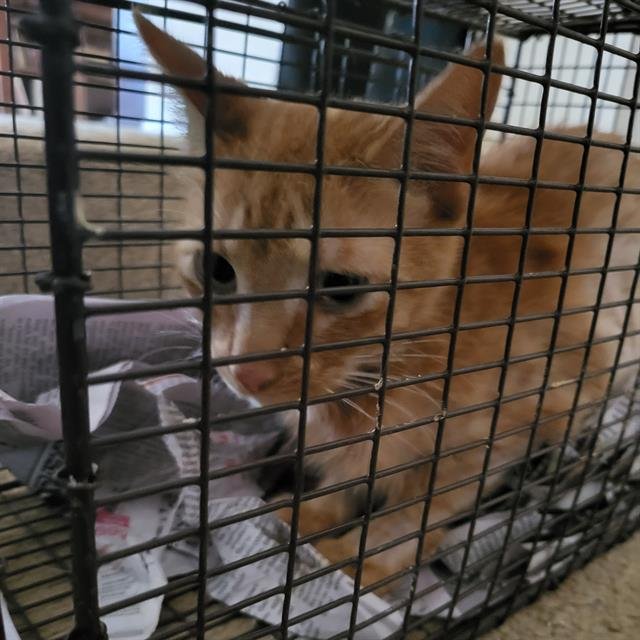 A793672 - Domestic Short Hair available for adoption