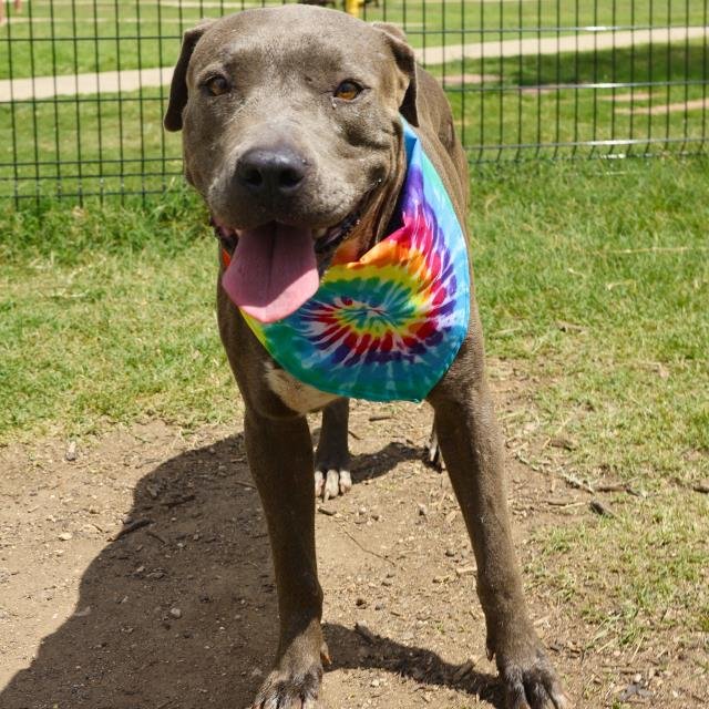 LEXIE - American Staffordshire Terrier available for adoption