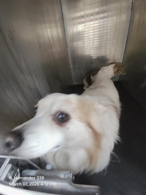 WIDOW - Chihuahua / Pembroke Welsh Corgi available for adoption