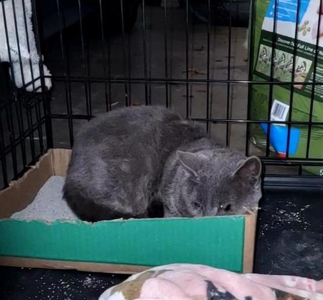 JUSTIN - Domestic Short Hair available for adoption